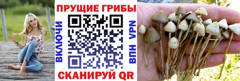 блэк спрут зеркало  Соль-Илецк  Псилоцибиновые грибы Psilocybine cubensis 